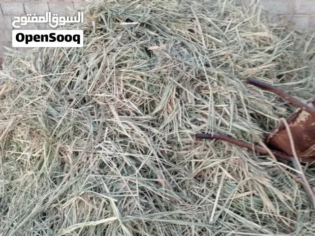 سكرية ساق رقيق ونضيفة للبيع
