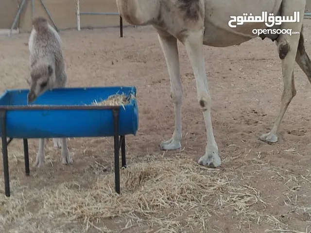 ناقة عزوف تحتها بكره للبيع

camel and it child for sale