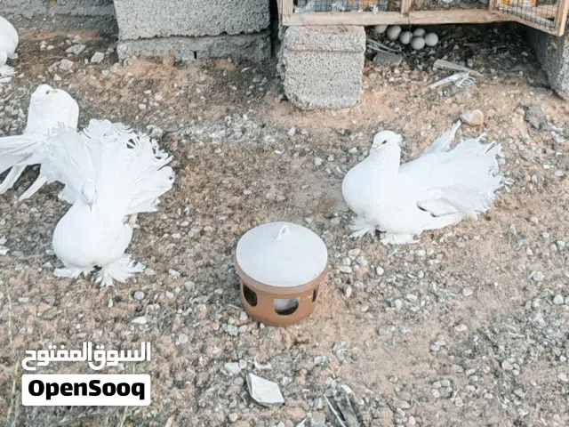 كوبيه منتجه هنداوي أمريكي لا قوه الا بالله راقده ع دحي مواصفات لاقوه الا بالله