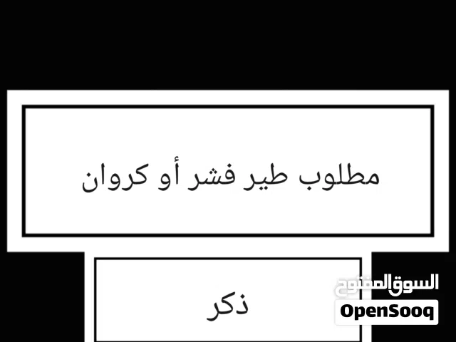 مطلوب طير فشر أو كروان تبني