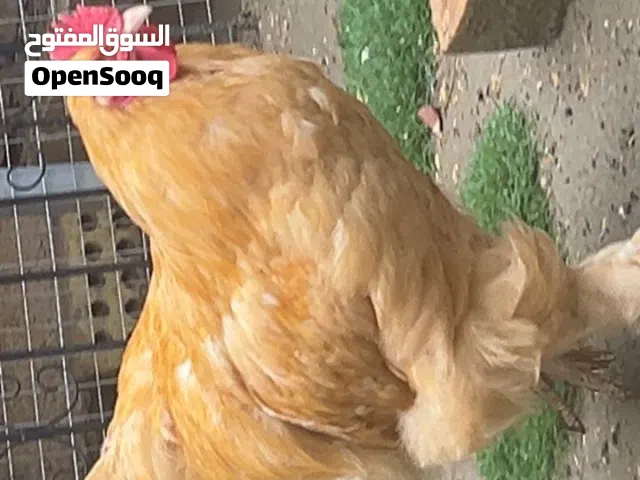ديج براهما فول
