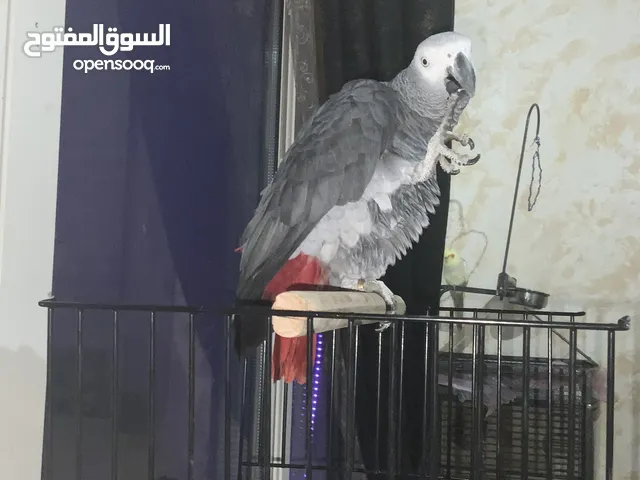 بغبغاء رمادي افريقي متكلم