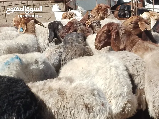 صباحي جديان خرفان نعاج وثنايا نخب النخب