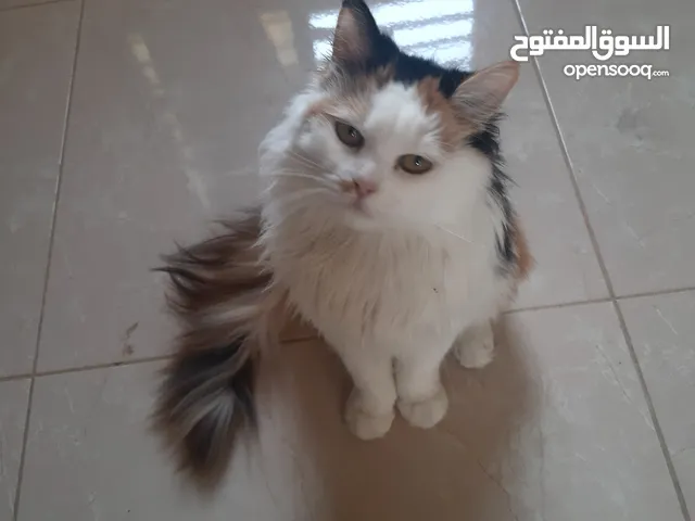 قطة شيرازي عمر 10 شهور   shirazi cat 10 months old