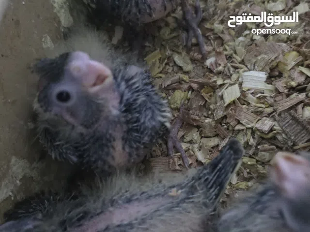 افراخ كوكتيل