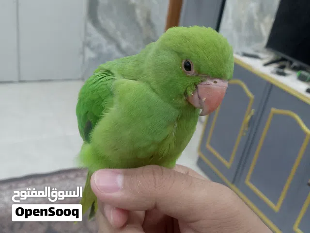 ببغاء دره هندي