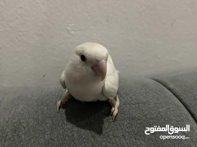للبيع طير روز اليف البينو