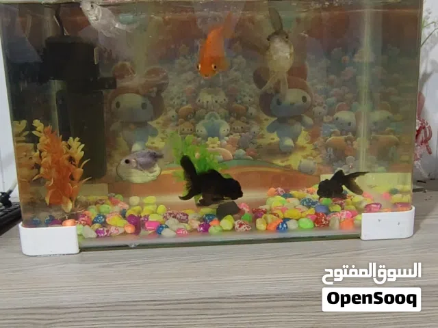 حوض سمك زينه