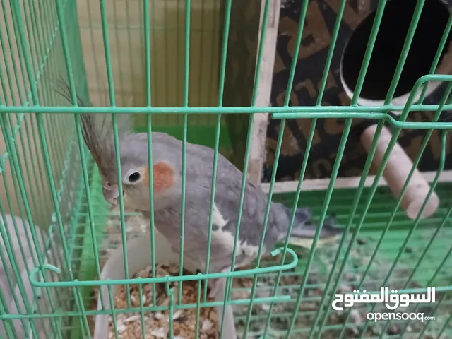 بغبغاء كوكتيل بعمر سنة و شهر يوجد قفص لكن سعره منفصل عن الطير