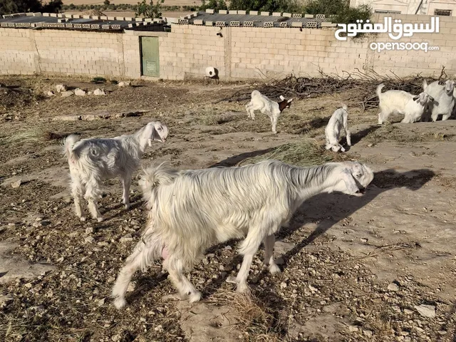 معز شامي مراح كامل أو مفرق
