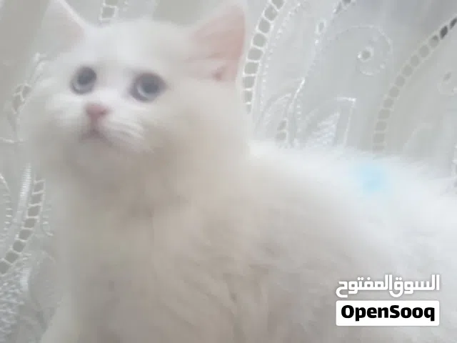 بيع قطه شيرازي بيور