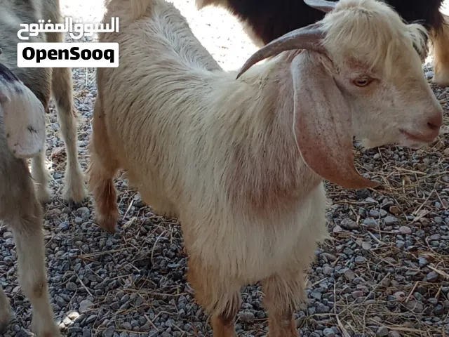 جدي سمين ينفع تيس وينفع سكين العمر 8 شهور
