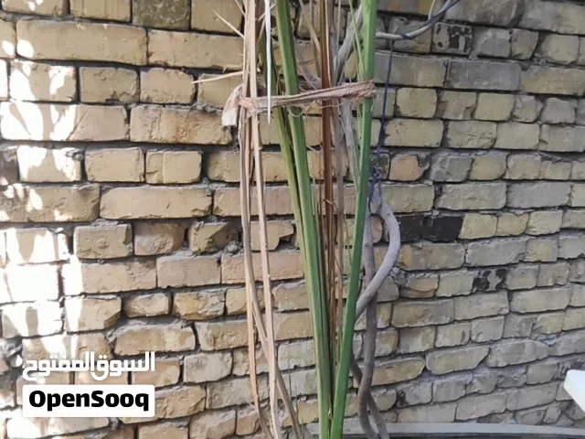 للبيع فسائل نخيل برحي أصلي - البصرة دور النفط