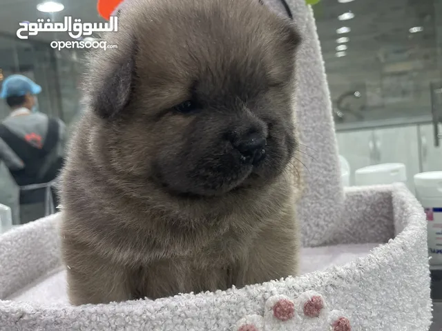 Chow chow puppies