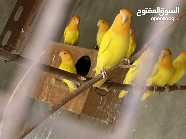 عصافير بركاديلو اورنج
