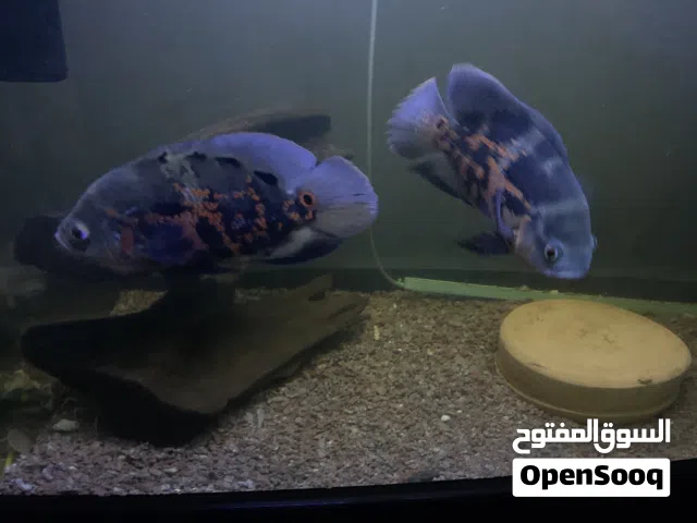 جوز سمك اوسكر للبيع