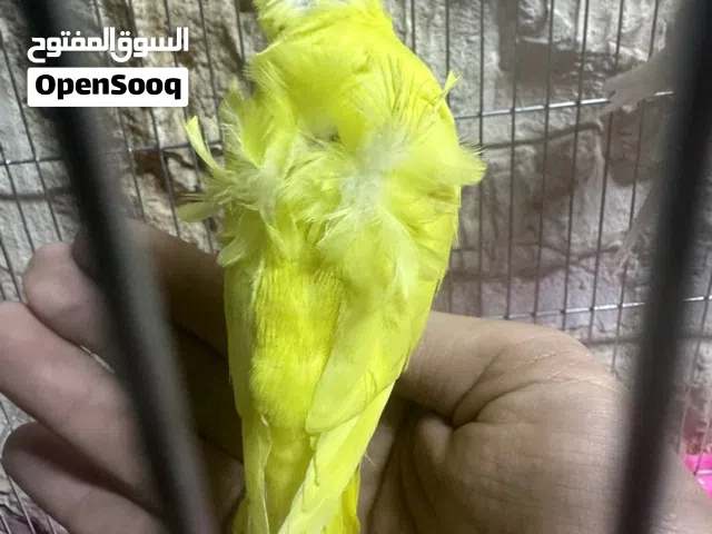 جوز هوقو رومو فراخ و طيرة انقليزية