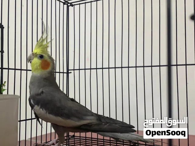 Male Cockatiel for Sale – 1.2 Years Old – Healthy & Active