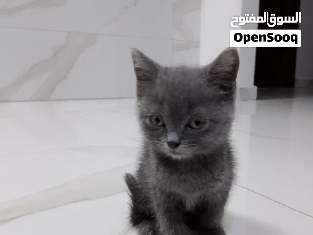 قط سكوتش برتش شورت هير قط لعوب مميز يوجد مع القط اغراض خاصه بل قط