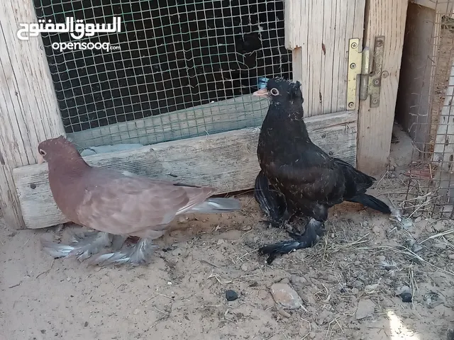 حمام  شقلاب