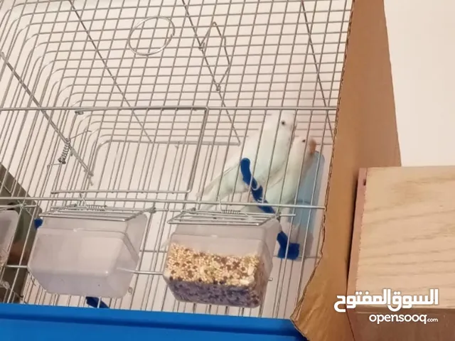 جوزين حب البينو جوز ابيض وجوز اصفر وابيض