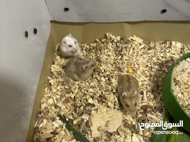 هامستر روسي