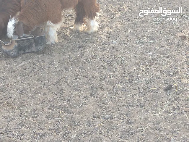 تيوس وسخله للبيع