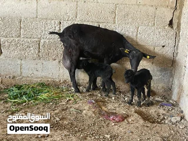 عنز مارسيانو اسباني حلوب