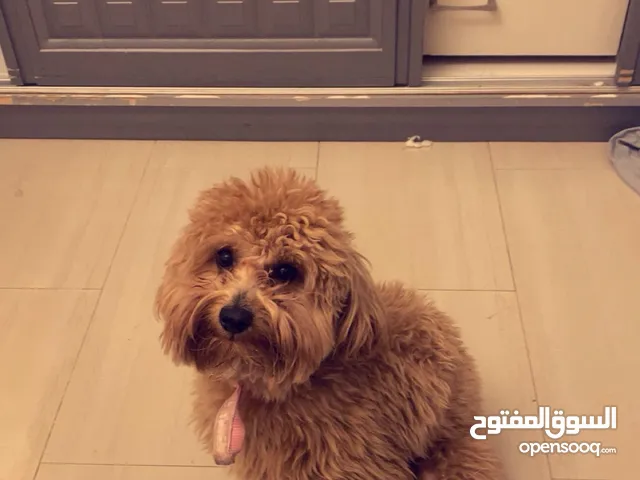 toy poodle name is honey and hes very friendly