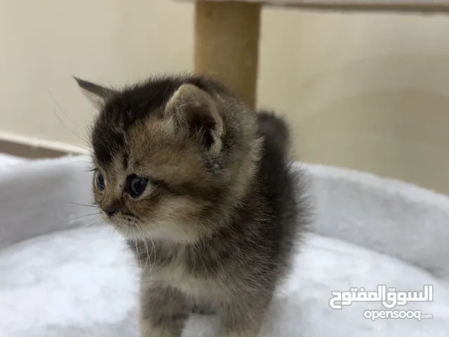 قطه صغيره اليفه للبيع النوع برتش العمر شهر ونص اليفه وهادئه