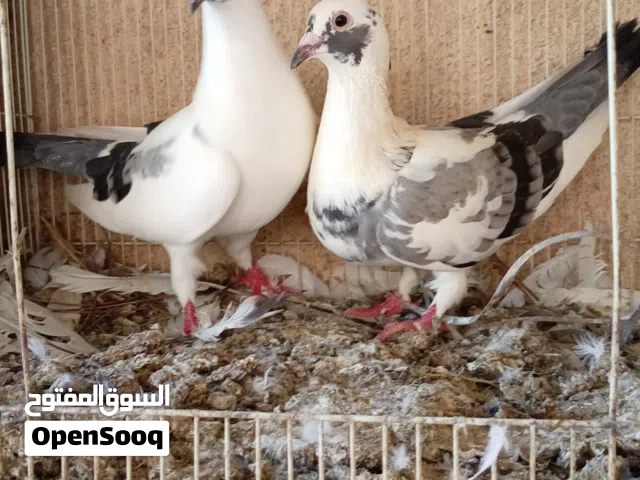 لاحم وزان حجم وسـط