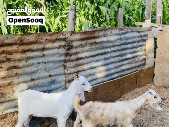 جدي وعناق للبيع