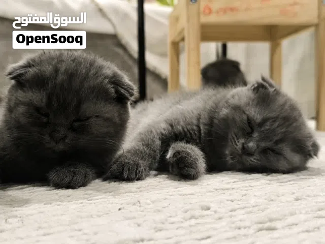 قطط صغيرة  مع كامل أغراضها – جاهزة للبيت الجديد