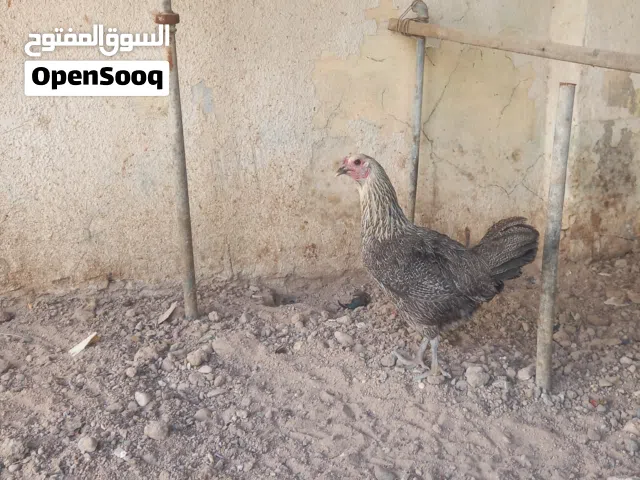 دجاجه كويته ماكنتوش الاصليه وخشنه وبياضه
