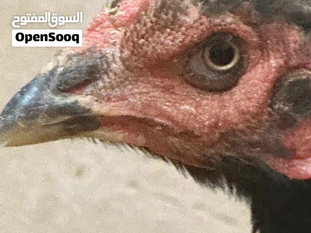 دجاج باكستاني و ديك باكستاني خط اول