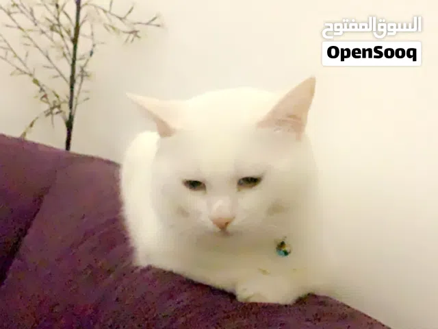 متوفر على مدار 24 ساعه من دوبينا في جميع الامارات اتصل تصل