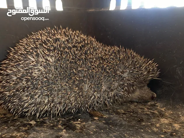 قنفذ أليف للعلاج