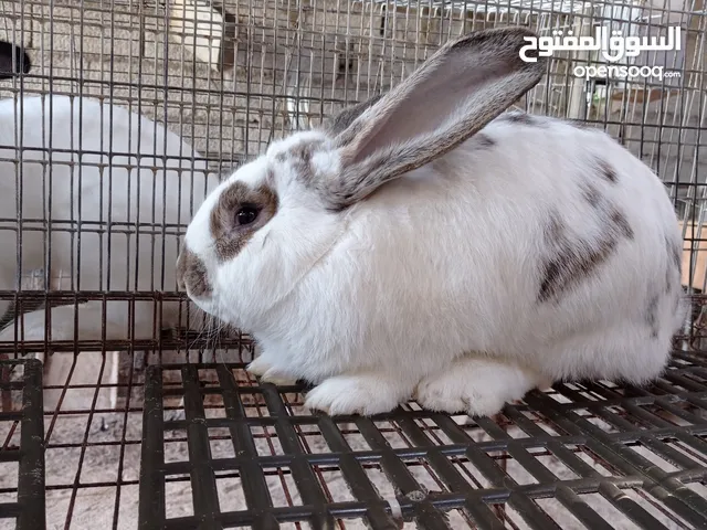 ثلات ذكور الماني فراشة