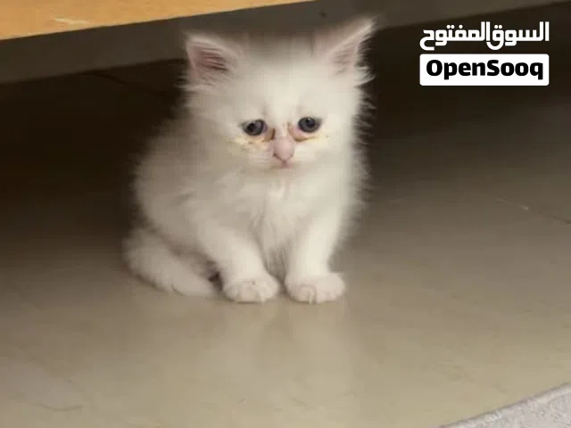 للبيع قطه شيرازيه مع اغراضها
