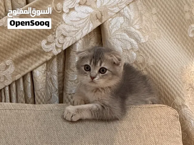 قطط سكوتش فولد مميزات