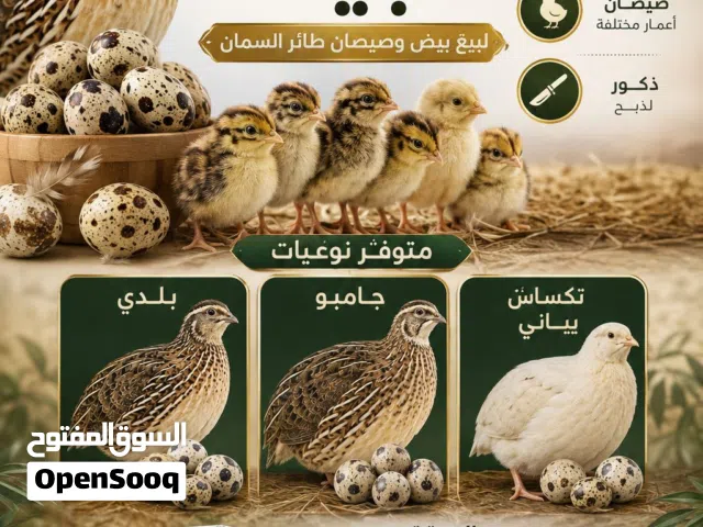 بيع صيصان سمان جامبو وياباني وتاكساس + بيض مخصب وبيض مائدة مزرعة سبيكة