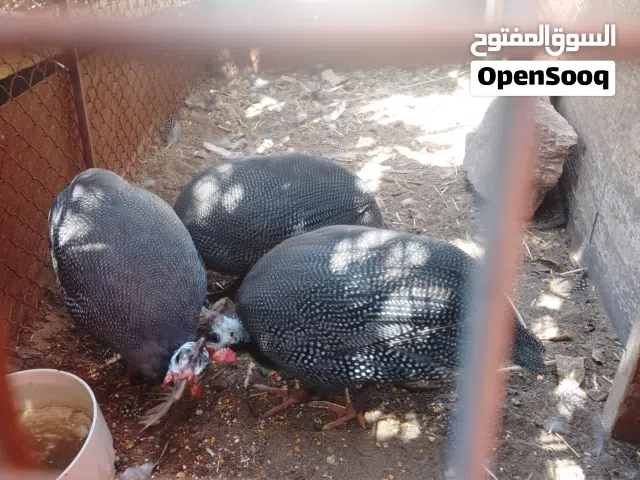 سلام عليكم للبيع دجاج الحبش