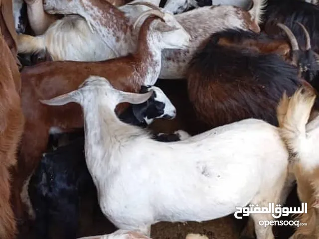 للبيع معز بلدي امهات