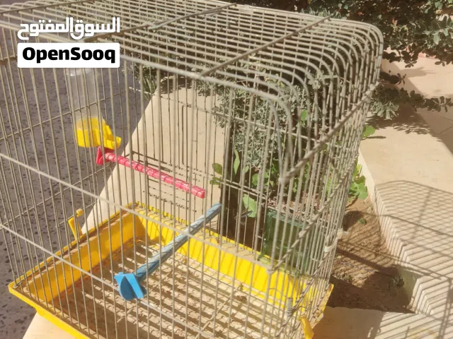 2 اقفاص عصافير مع كل المستلزمات للبيع