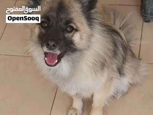 أنثى بومسكي (بومورانيان هاسكي) للبيع