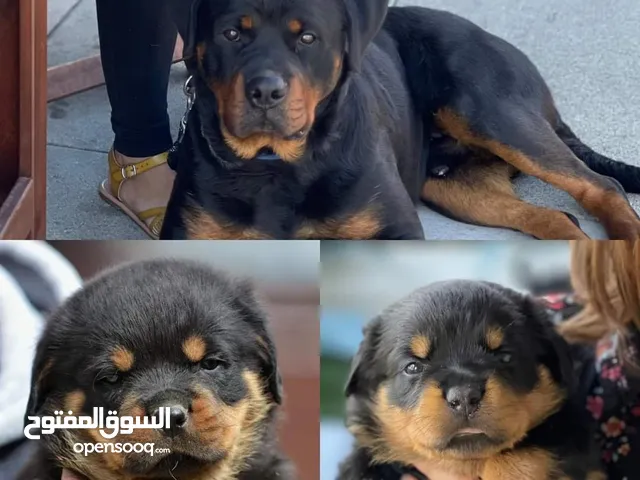 أجمل جراوي روت بيور أهالي شامبيون مستوي عالي عمر 45 يوم