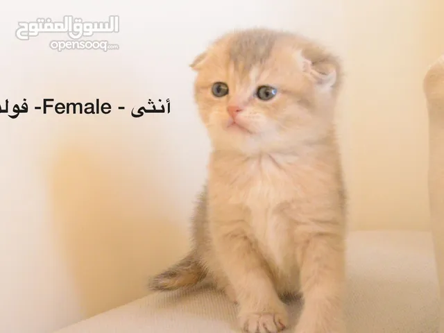 قطط للبيع وللتبني : قطط صغيرة : قطط شيرازي : قطط فرعونية : اسعار قطط في  الرياض