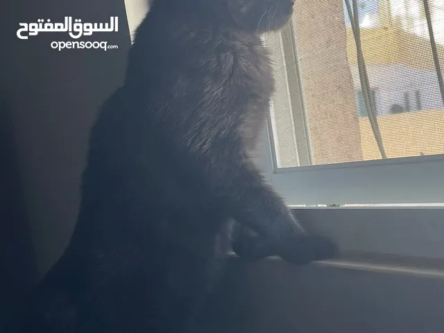 سكوتش ستريت