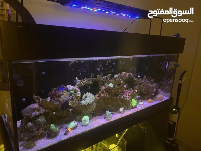 Marine aquarium with complete accessories