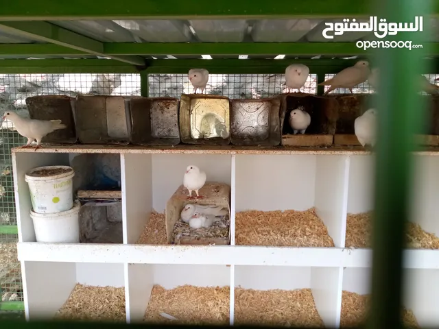 حمام هجين فرنسي